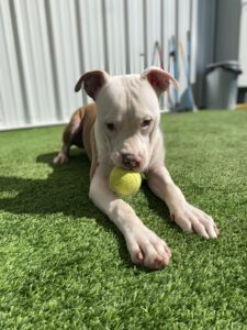 Doggie Daycare and Boarding at a Brentwood Animal Hospital 